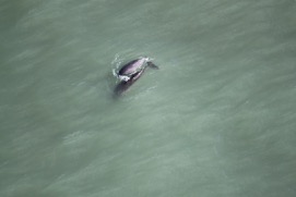 Missing Picture